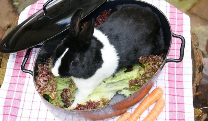 Jak upéct králíka na rozmarýnu | recept