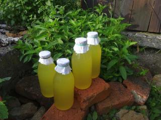 Jak udělat limonádu z čerstvých bezových květů | recept na bylinný nápoj