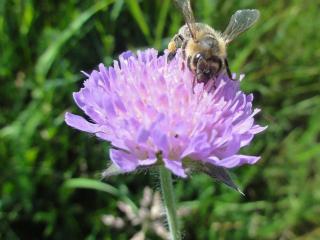 Jak sušit květy a trávy na výrobu přírodních dekorací Jak sušit květy a trávy na výrobu přírodních dekorací