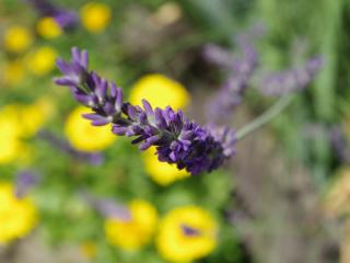 Jak pečovat o ruce a nehty s pomocí bylinek | rady a tipy