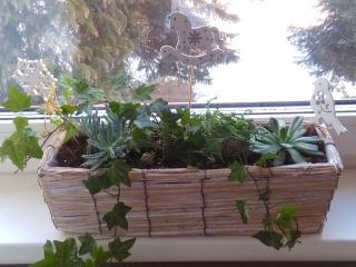 Jak oživit parapet – osázejte proutěný truhlík | návod Jak oživit parapet – osázejte proutěný truhlík | návod