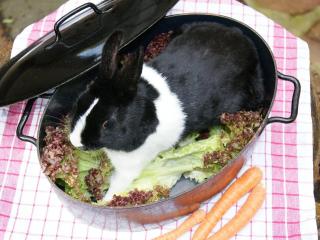 Jak upéct králíka na rozmarýnu | recept